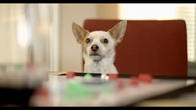 The Dog Days of Quarantine · Production still